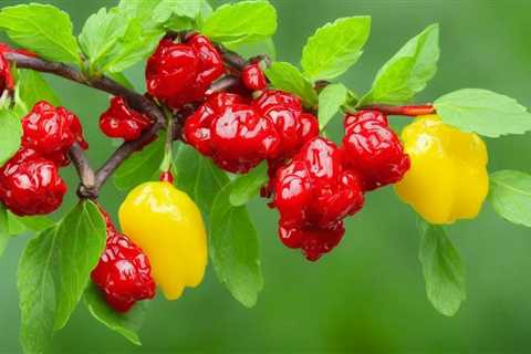 Discover How Berberine Supplement Controls Blood Pressure