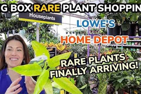 RARE PHILODENDRON FOUND AT HOME DEPOT! Big Box Plant Shopping & Plant Haul - Lowe''s & Home ..