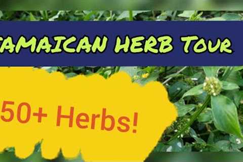 The 🇯🇲 JAMAICAN HERB Tour (Part 2)  🌿 Over 50 Potent Medicinal Herbs Of Jamaica 🌱☘🌾