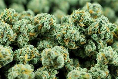 Exploring the Blueberry Marijuana Strain: An In-Depth Review