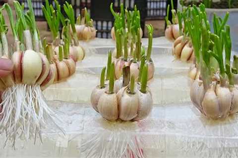 Tips to grow garlic in water bottles, get lots of roots and quickly harvest