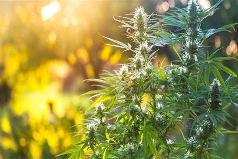 How Much CBD Oil Can a Hemp Plant Produce?