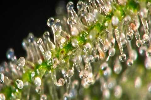 Is HHC Legal? A Comprehensive Guide to Hemp-Derived Hexahydrocannabinol