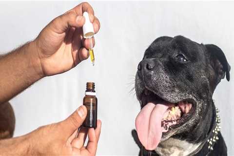 How CBD Can Help Reduce Dog Anxiety