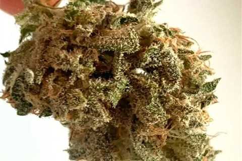 White Cherry Strain