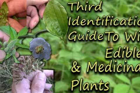 How To Identify Wild Edibles & Medicinal Plants - A Full Video Guide