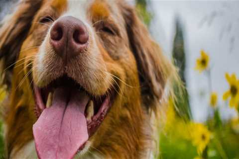 How Long Does CBD Take to Calm a Dog?