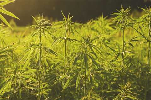 The Benefits of Hemp: How it Absorbs Carbon More Effectively Than Trees
