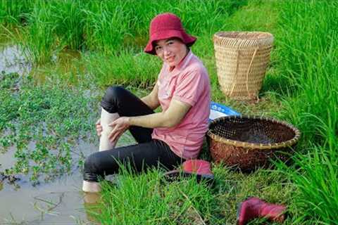 Harvesting Snails On The Farm - Traditional Rice Wine Making Process - Distillation And Preservation