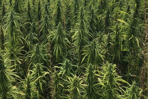 The Healing Benefits of Hemp: A Comprehensive Guide