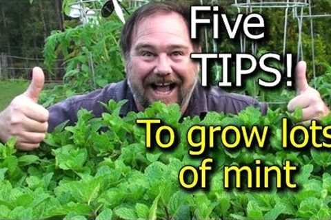 5 Tips How to Grow a Ton of Mint in one Container or Garden Bed