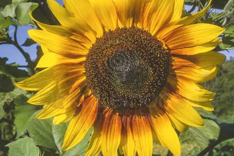 Aesthetic Nature I (Sunflower)
