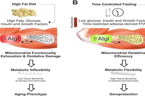 Intermittent Fasting and Metabolic Flexibility