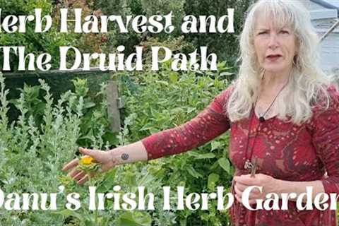 Herb Harvest and The Druid Path