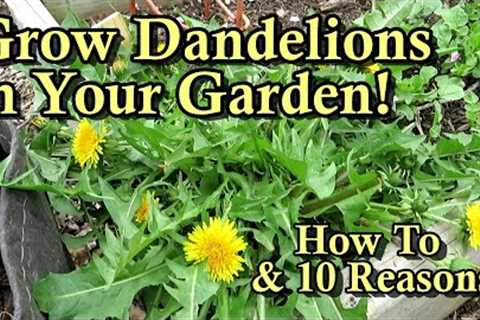 How to Grow Dandelions in Your Garden for Food: 10 Reasons - Edible Roots, Flowers, & Greens