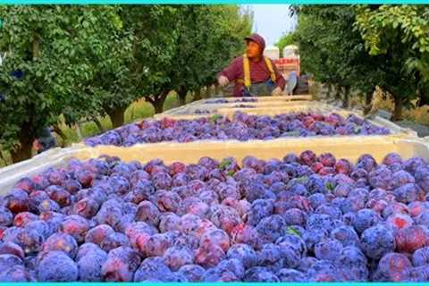 Harvesting Billions Of Plums In America - American Farmers Produce Plums  | Modern Agriculture