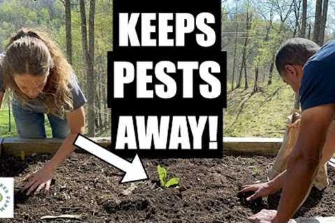 Potato Planting in the Raised Bed Gardens // Spring 2023