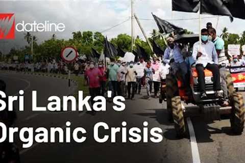 How did Sri Lanka''s organic dream turn into chaos? | Full Episode | SBS Dateline