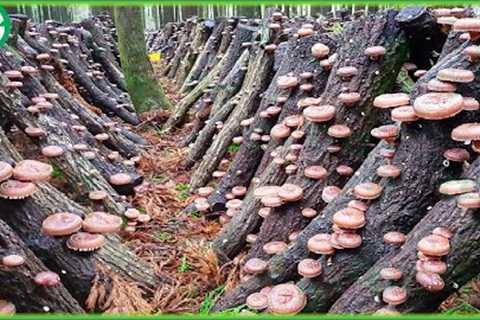 How Farming Millions of Shiitake Mushrooms in Forest  | Agriculture Technology