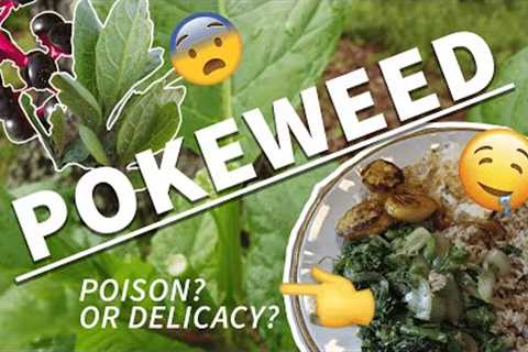 Pokeweed: Poison or Good Eats? 🌿💀