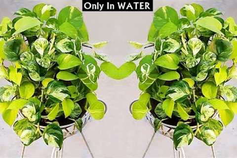 DO THESE 3 Things To GROW BUSHY Money Plant ONLY in WATER!