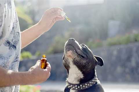 Looking for the right dosage of CBD for your pet? Look no further!