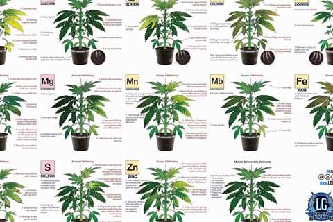 Useful chart showing many nutrient deficiencies and excesses  📸 Jorge Cervantes…