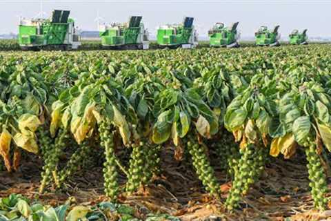 How Million Tons of Tiny Cabbage Farming and Harvesting - Brussel Sprout Cultivation Technique