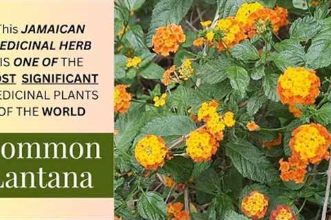 The AMAZING MEDICINAL USES of LANTANA CAMARA that you never knew / Earth’s Medicine