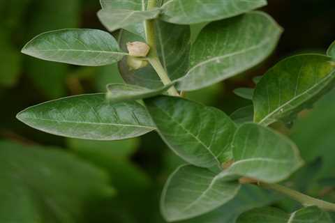 Discover the Miraculous Benefits of Ashwagandha: Unleash Your Inner Strength Today