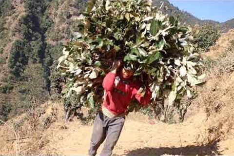 Green leaves of trees for feeding domestic animals || Village life