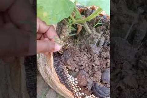 Organic Farming of Cucumber Taking a very easy & Unique Technique.. 🤗