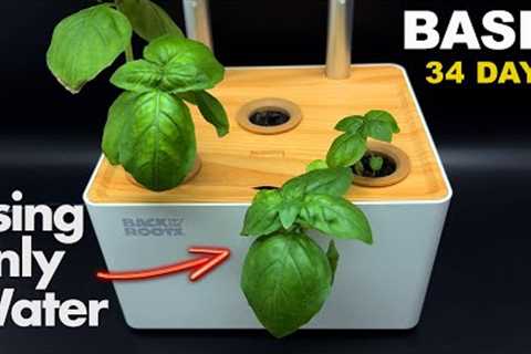 Growing BASIL In Hydroponic System (No soil) - Timelapse!