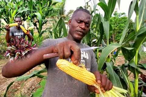 ready to eat corn, tomato is coming up beautiful