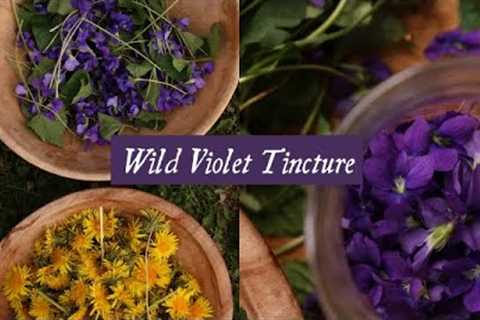 I''m back! Wild violet tincture, perfectionism, and spring''s arrival