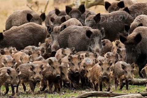 How American Farmers Deal With Millions Of Wild Animals - American Farming