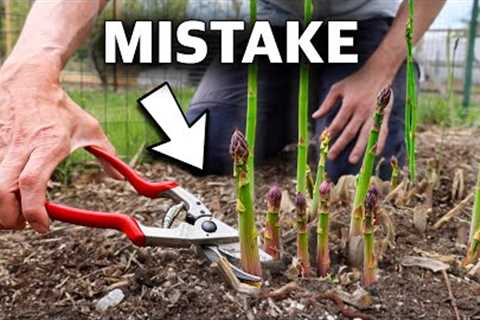 You’re Killing Your Asparagus if You Do This, 5 MISTAKES You Can’t Afford to Make Growing Asparagus