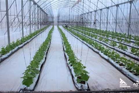 Next Gen Farming: How Ghanaian Graduates are cashing out from Greenhouses. #Entrepreneur #Technology