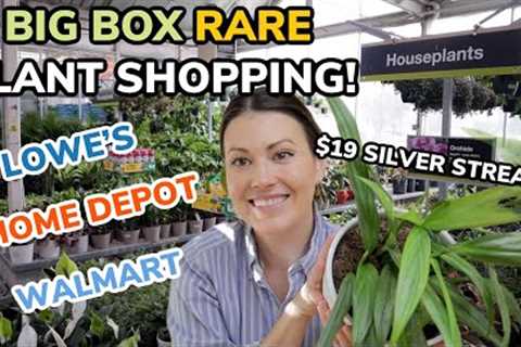 $19 Silver Streak Pothos at Lowe''s! Big Box RARE Plant Shopping & Plant Haul - Home Depot..