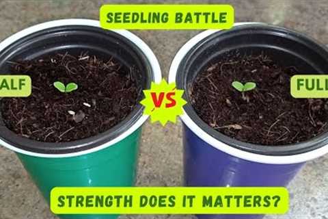 EXPERIMENT: Introducing HALF vs FULL Strength Nutrient Solution to Lettuce Seedlings  (Hydroponics)