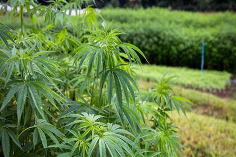 Can Hemp Legally Be Grown in the US?