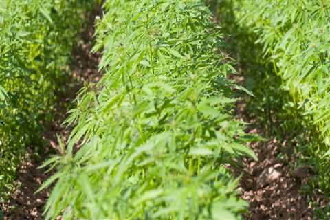 Is Hemp Farming Worth It?