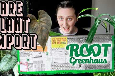 I imported more rare plants 🙃🪴 Root Greenhaus Haul