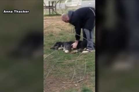 Owner arrested on animal animal abuse, 22 other charges after viral video