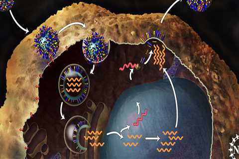 Virus Structure and Replication Cycle