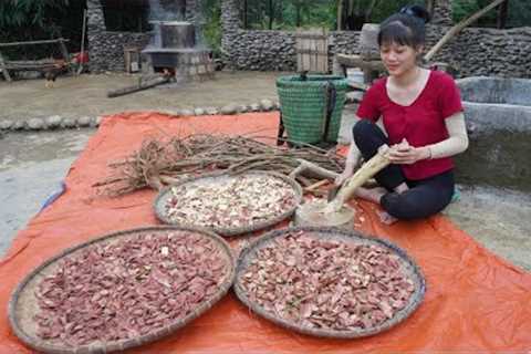 Go to the forest to hunt for health tonic plants - How to improve health with medicinal plants?