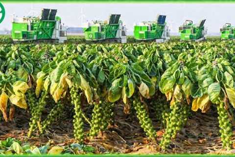 How Million Tons of Tiny Cabbage Farming and Harvesting | Agriculture Machines