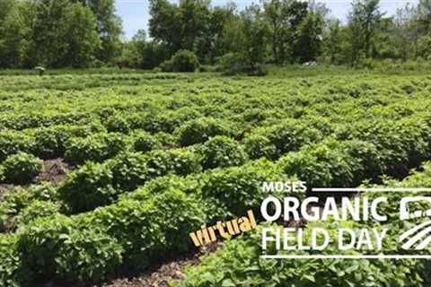 Medicinal Herb Production at Four Elements Organic Farm