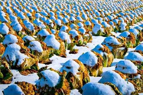 How Japanese Farmer Harvest Cabbage Under Snow - Snow Vegetable Farming - Cabbage, Carrot, Radish