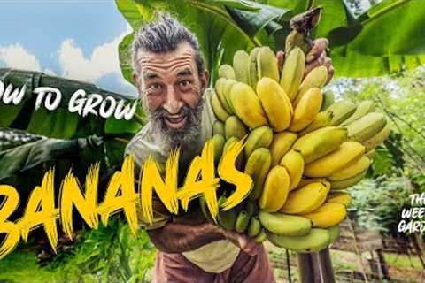 How to Grow Bananas